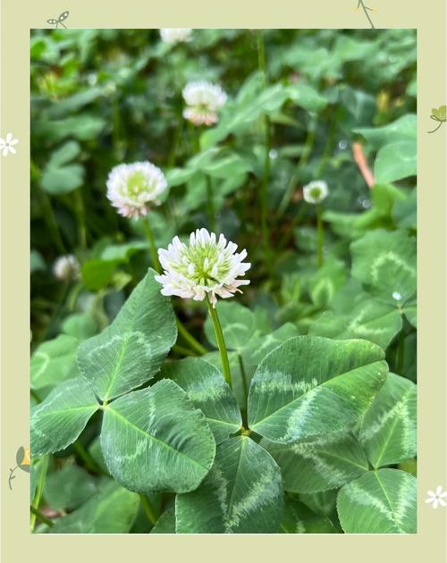 白车轴草和苜蓿草的区别，白车轴草是否四叶草？白车轴草特征？-第4张图片-优品飞百科