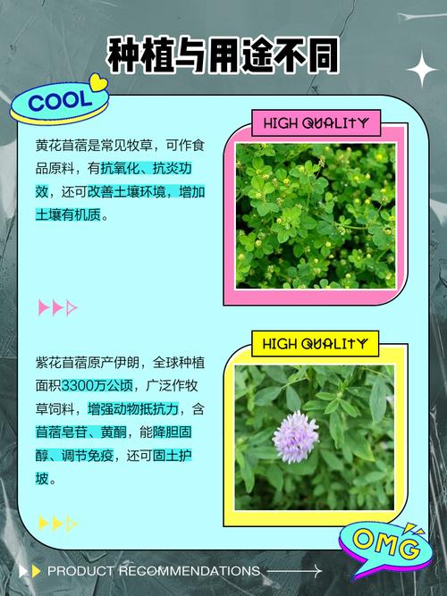 白车轴草和苜蓿草的区别，白车轴草是否四叶草？白车轴草特征？-第5张图片-优品飞百科