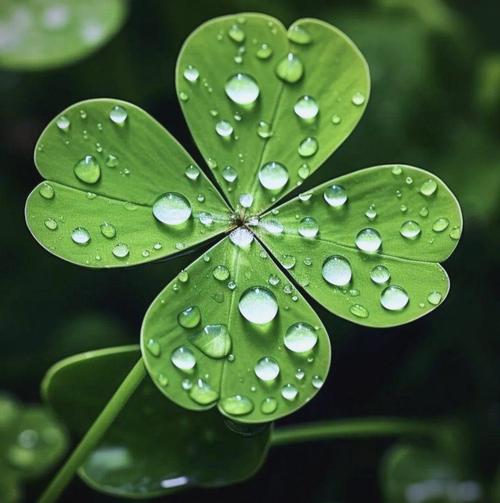 白车轴草和苜蓿草的区别，白车轴草是否四叶草？白车轴草特征？-第6张图片-优品飞百科