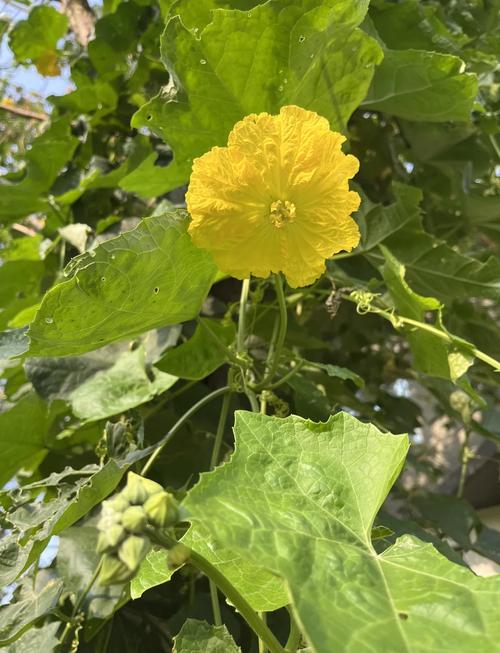 丝瓜花什么时候开花，丝瓜花什么时候开花 几点钟-第2张图片-优品飞百科