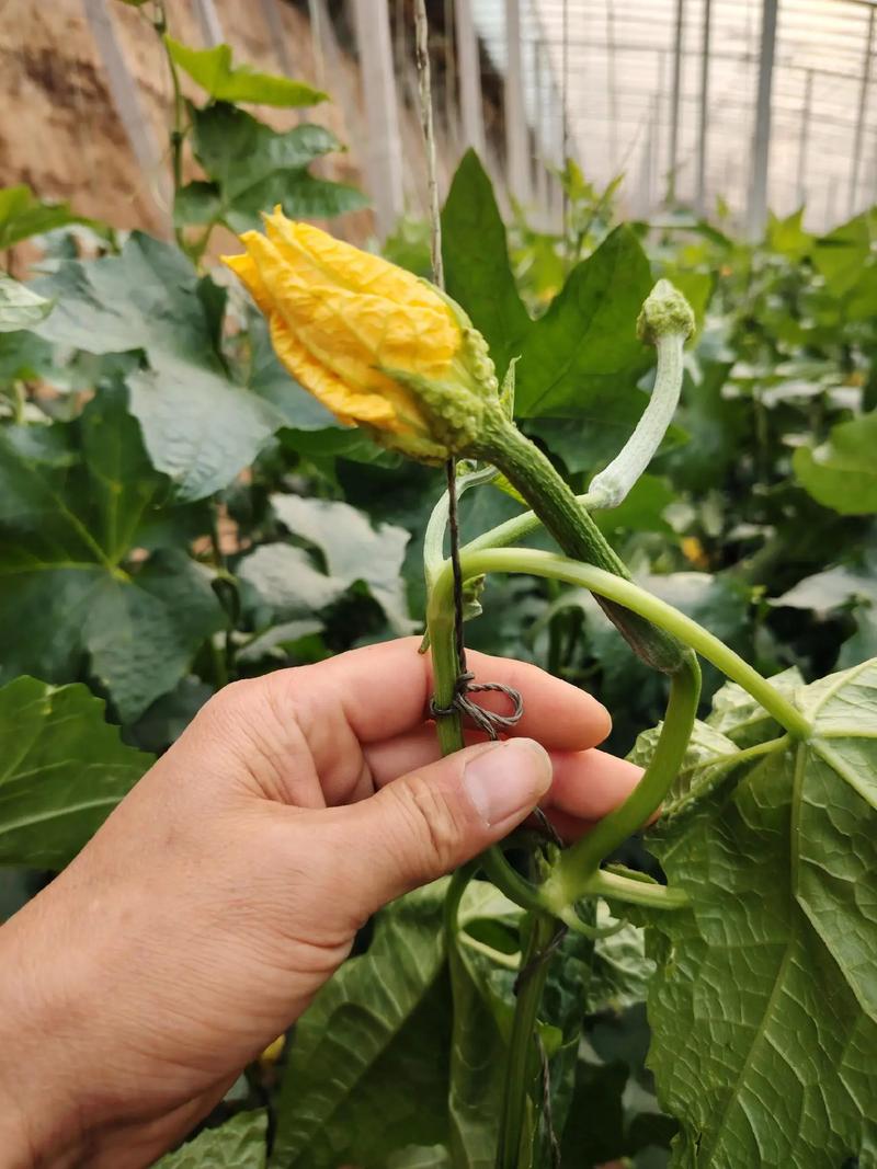 丝瓜花什么时候开花，丝瓜花什么时候开花 几点钟-第3张图片-优品飞百科