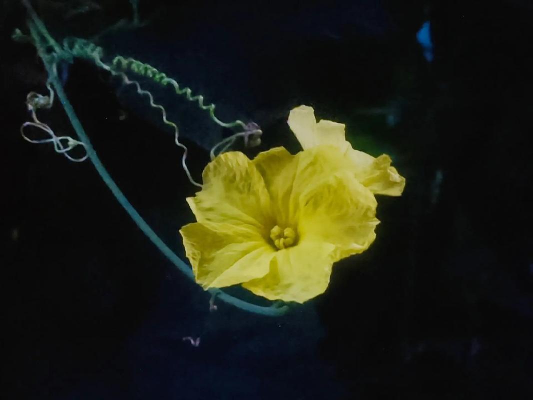 丝瓜花什么时候开花，丝瓜花什么时候开花 几点钟-第4张图片-优品飞百科