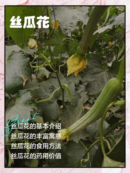 丝瓜花什么时候开花，丝瓜花什么时候开花 几点钟-第5张图片-优品飞百科