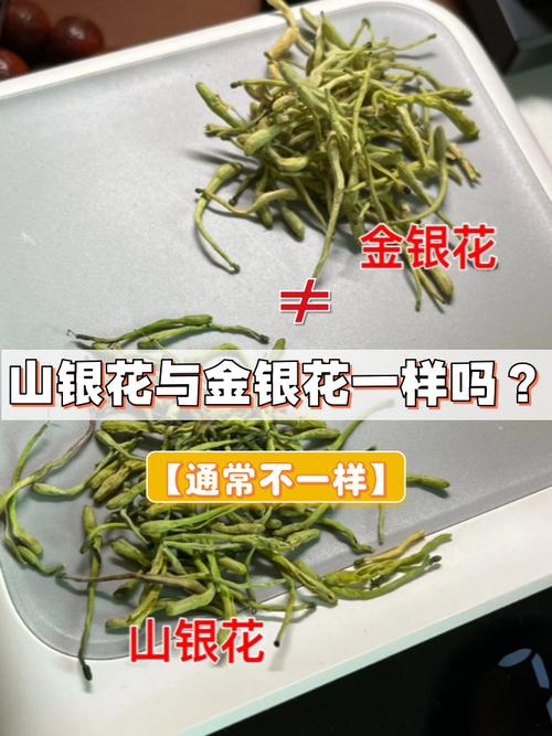 山银花和金银花的区别，山银花和金银花的区别在哪里？-第2张图片-优品飞百科