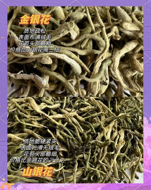 山银花和金银花的区别，山银花和金银花的区别在哪里？-第3张图片-优品飞百科