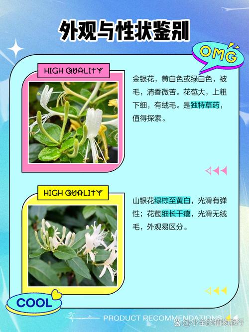 山银花和金银花的区别，山银花和金银花的区别在哪里？-第5张图片-优品飞百科