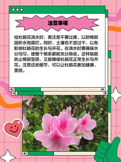 杜鹃浇水需要浇透吗，浇水加醋的比例？杜鹃用什么水浇？-第1张图片-优品飞百科