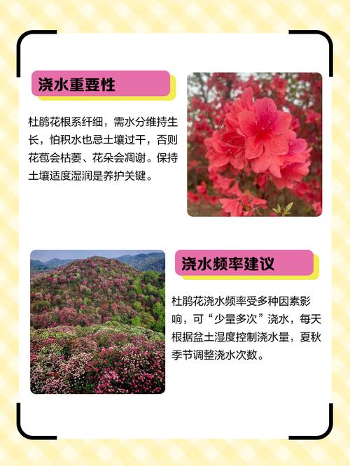 杜鹃浇水需要浇透吗，浇水加醋的比例？杜鹃用什么水浇？-第2张图片-优品飞百科