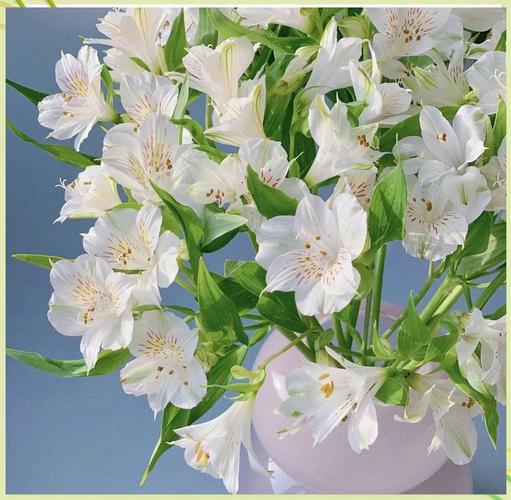 六出花的花语是什么，六出花的花期有多长