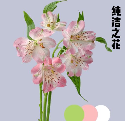 六出花的花语是什么，六出花的花期有多长-第3张图片-优品飞百科