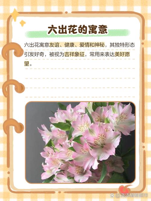 六出花的花语是什么，六出花的花期有多长-第4张图片-优品飞百科