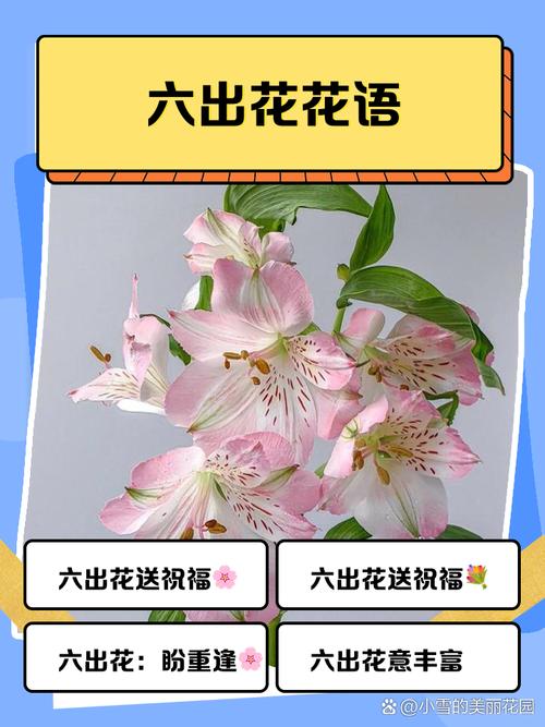 六出花的花语是什么，六出花的花期有多长-第7张图片-优品飞百科
