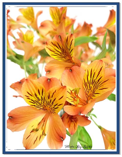 六出花的花语是什么，六出花的花期有多长-第8张图片-优品飞百科