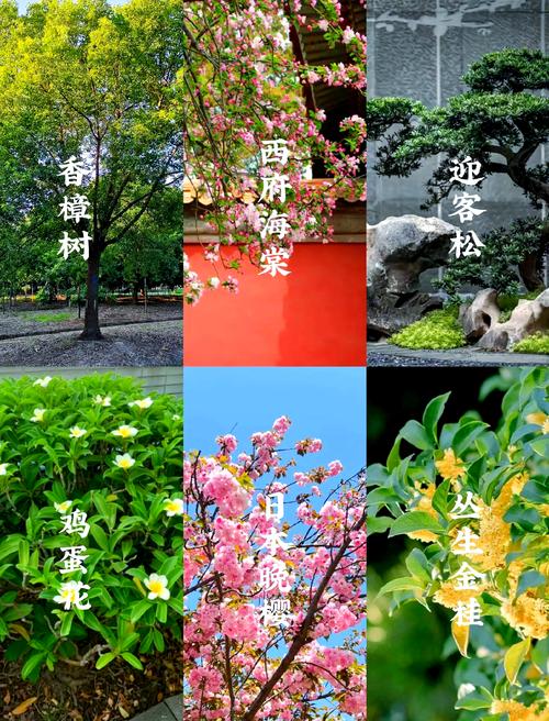 南方庭院适合种什么树，南方庭院适合种什么树耐旱耐涝