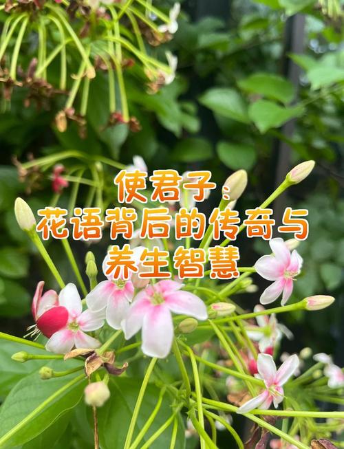 使君子的花语和寓意，有什么传说故事，使君子有几种花