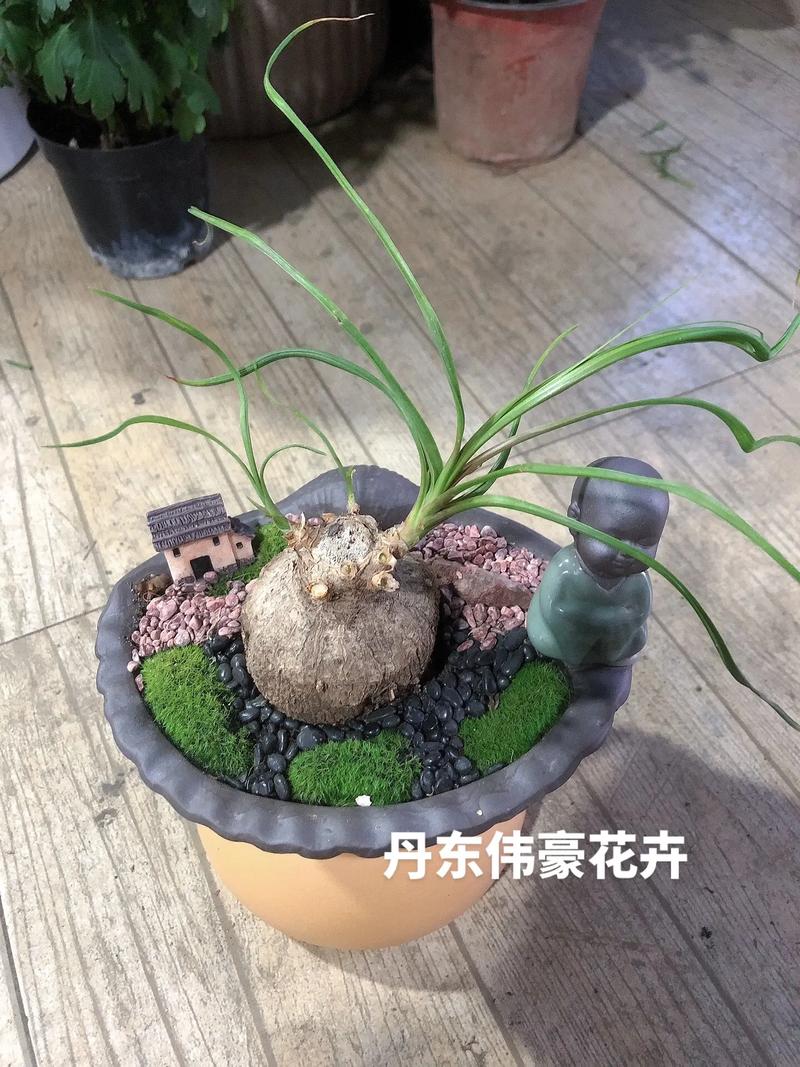 酒瓶兰的风水作用，酒瓶兰是什么花-第1张图片-优品飞百科