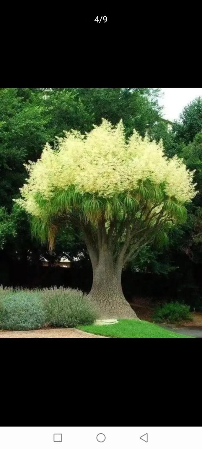 酒瓶兰的风水作用，酒瓶兰是什么花-第2张图片-优品飞百科