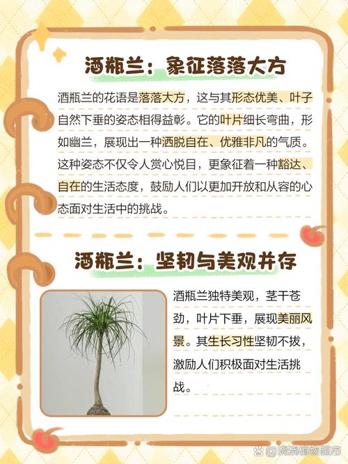 酒瓶兰的风水作用，酒瓶兰是什么花-第3张图片-优品飞百科