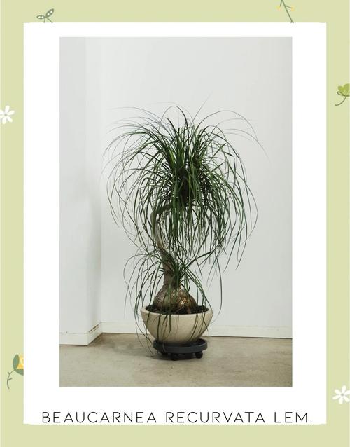 酒瓶兰的风水作用，酒瓶兰是什么花-第5张图片-优品飞百科