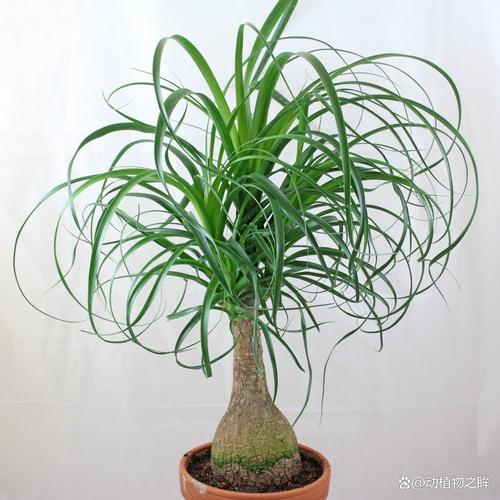 酒瓶兰的风水作用，酒瓶兰是什么花-第6张图片-优品飞百科