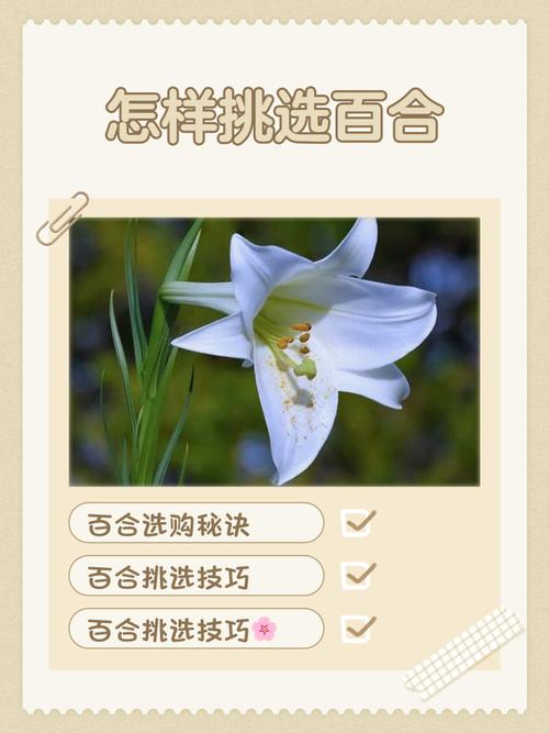 如何能买到新鲜的花，怎样买鲜花-第3张图片-优品飞百科