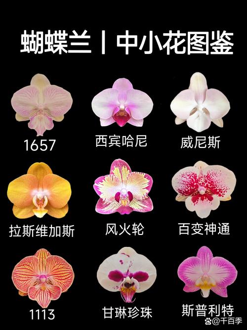 蝴蝶兰什么季节开花，蝴蝶兰什么季节开花 几点钟
