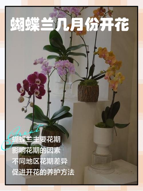 蝴蝶兰什么季节开花，蝴蝶兰什么季节开花 几点钟-第2张图片-优品飞百科