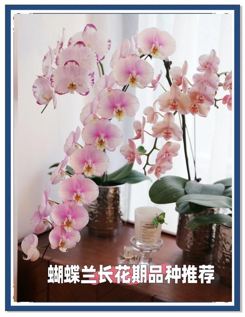 蝴蝶兰什么季节开花，蝴蝶兰什么季节开花 几点钟-第3张图片-优品飞百科