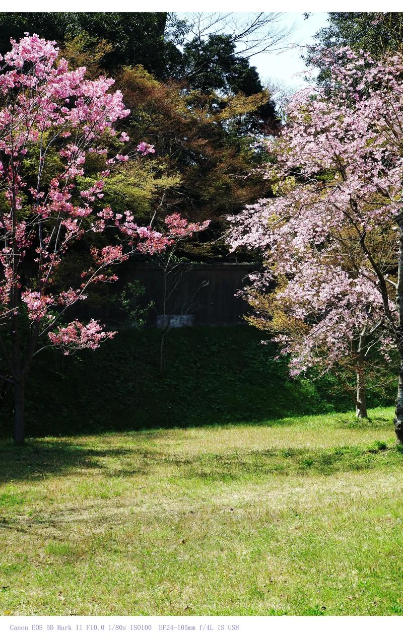 樱花的文化的地位，樱花的文化内涵？-第1张图片-优品飞百科