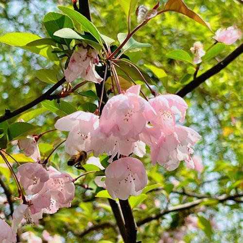 樱花的文化的地位，樱花的文化内涵？-第2张图片-优品飞百科