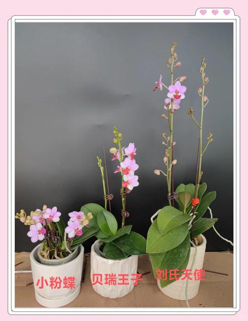 大花蕙兰和蝴蝶兰区别，哪个好养，大花蕙兰和兰花的区别