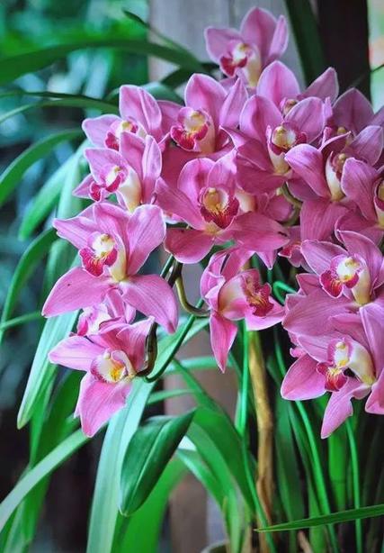 大花蕙兰和蝴蝶兰区别，哪个好养，大花蕙兰和兰花的区别-第2张图片-优品飞百科