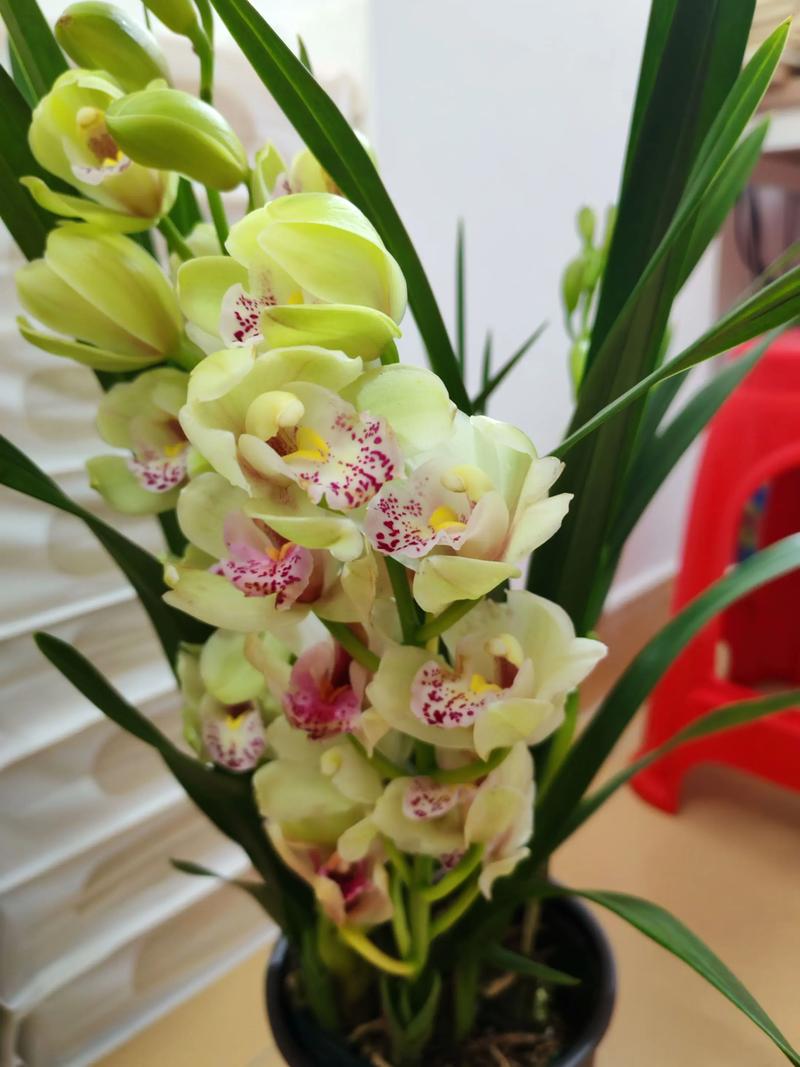 大花蕙兰和蝴蝶兰区别，哪个好养，大花蕙兰和兰花的区别-第3张图片-优品飞百科