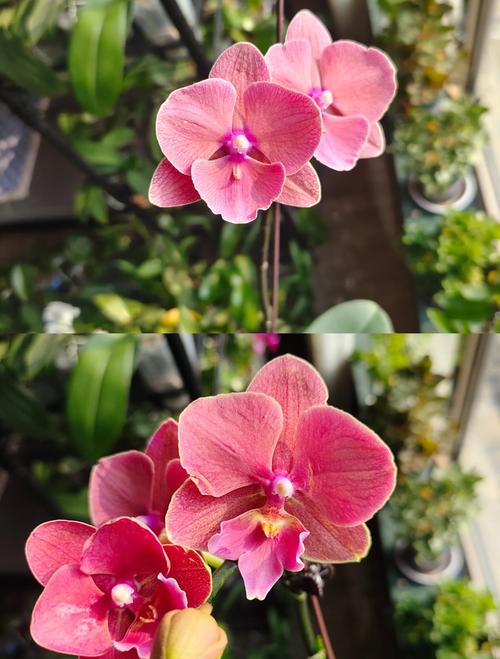 大花蕙兰和蝴蝶兰区别，哪个好养，大花蕙兰和兰花的区别-第4张图片-优品飞百科