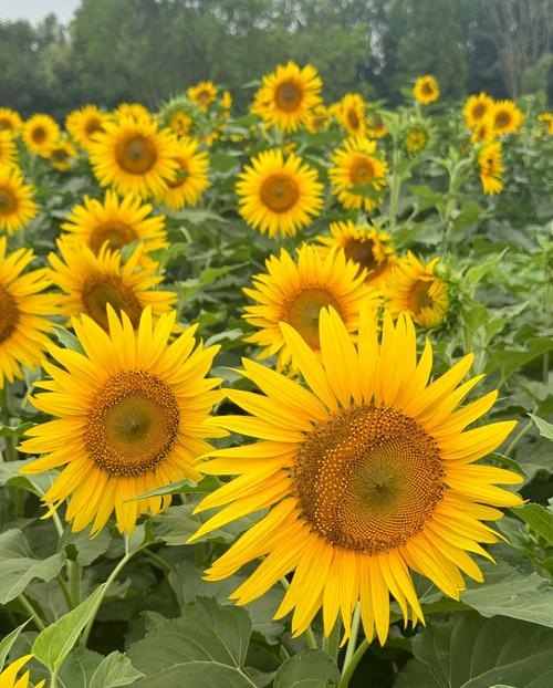 浙江省杭州市富阳区新登镇天气？浙江省杭州市富阳区新登镇天气情况？