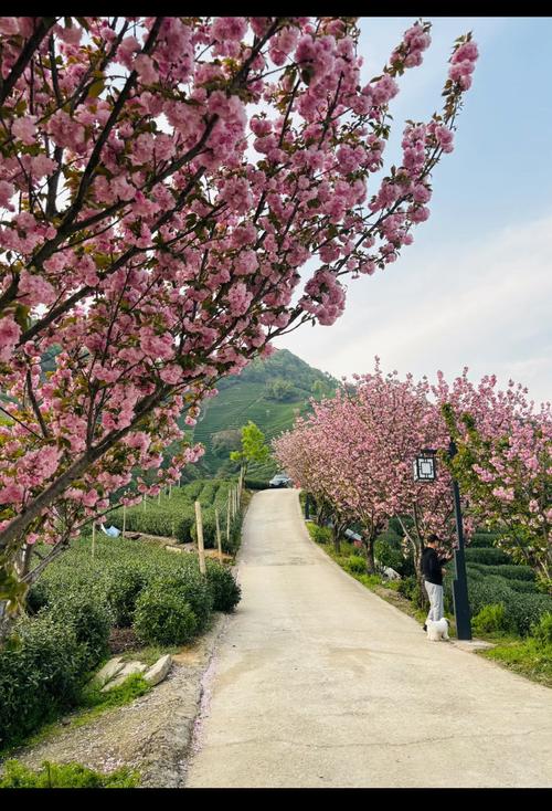 浙江省杭州市富阳区新登镇天气?浙江省杭州市富阳区新登镇天气情况?-第2张图片-优品飞百科 浙江省杭州市富阳区新登镇天气?浙江省杭州市富阳区新登镇天气情况?-第2张图片-优品飞百科