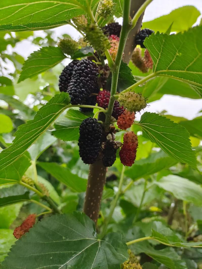 浙江省杭州市富阳区新登镇天气?浙江省杭州市富阳区新登镇天气情况?-第4张图片-优品飞百科 浙江省杭州市富阳区新登镇天气?浙江省杭州市富阳区新登镇天气情况?-第4张图片-优品飞百科