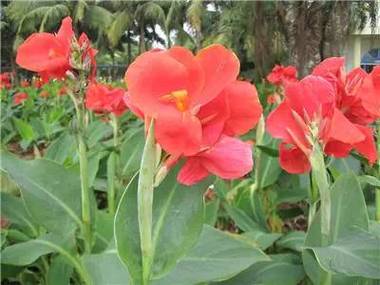 史上最强万能花历，养花人必备！？百度万年历花朵？