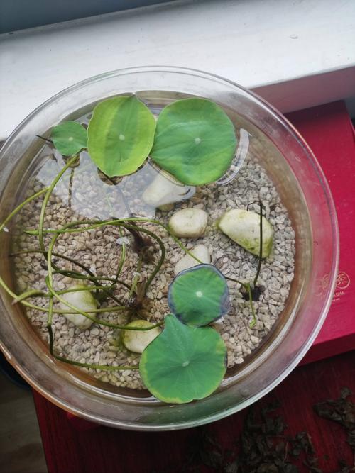 碗莲适合室内养吗，碗莲是室内养还是室外养？-第1张图片-优品飞百科