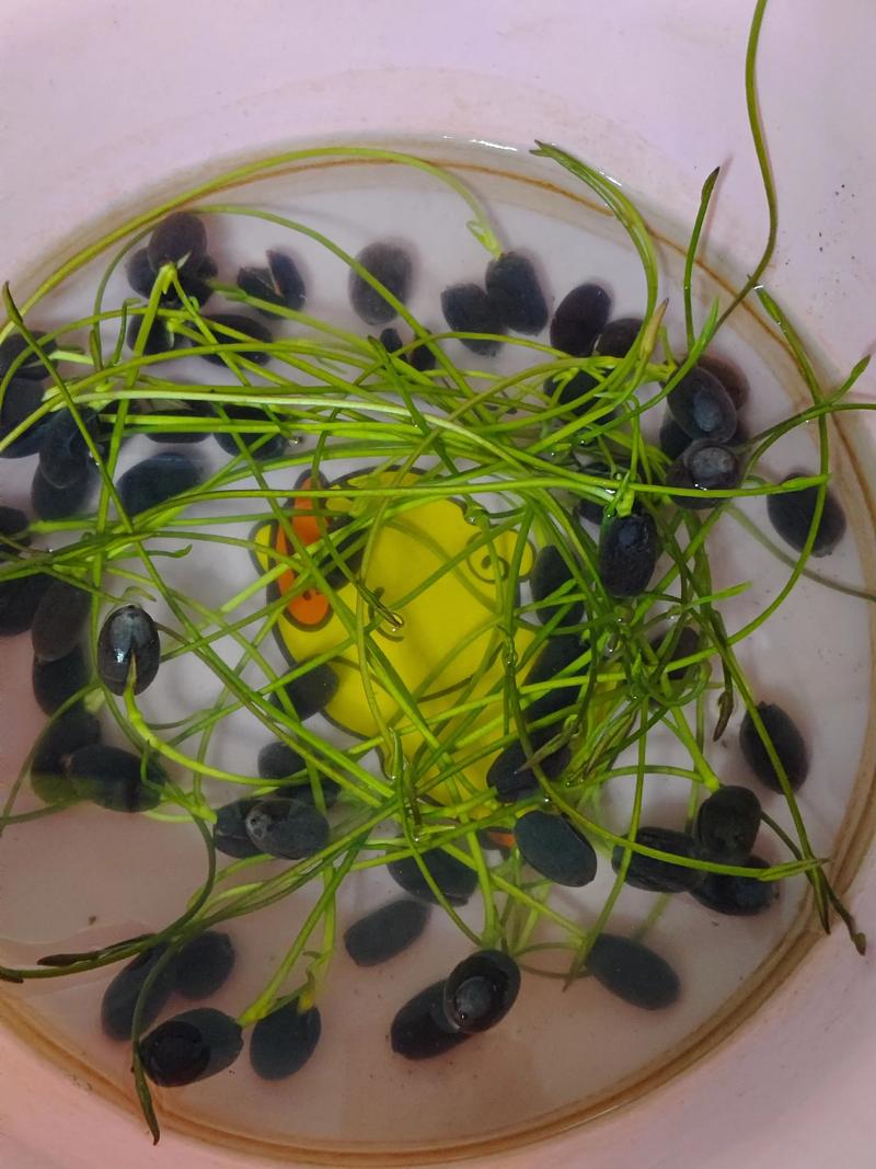 碗莲适合室内养吗，碗莲是室内养还是室外养？-第2张图片-优品飞百科