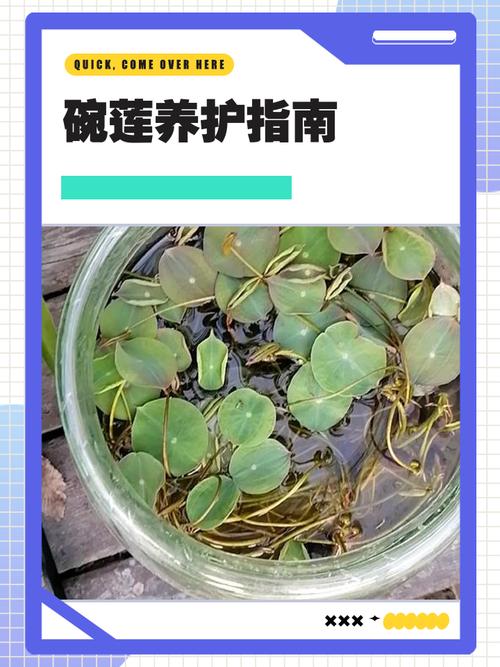 碗莲适合室内养吗，碗莲是室内养还是室外养？-第4张图片-优品飞百科