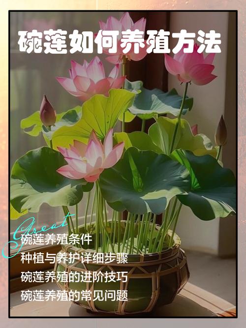 碗莲适合室内养吗，碗莲是室内养还是室外养？-第5张图片-优品飞百科