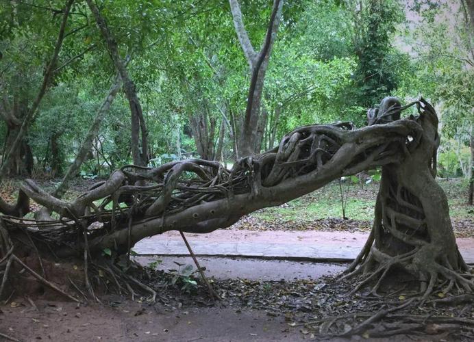 树木扼杀者的生态功能?树木扼杀者的生态功能有哪些?-第1张图片-优品飞百科 树木扼杀者的生态功能?树木扼杀者的生态功能有哪些?-第1张图片-优品飞百科