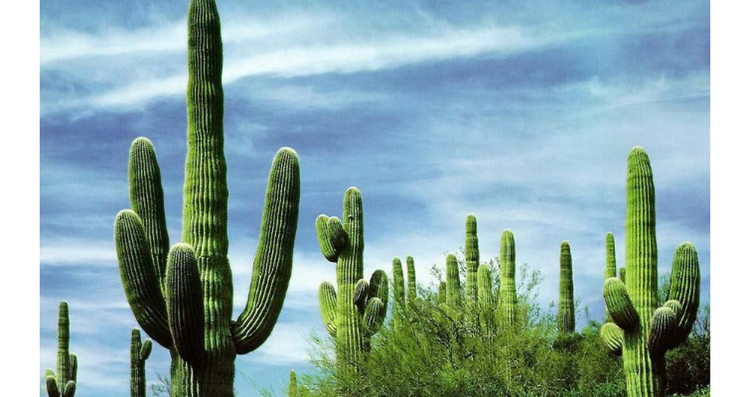 树木扼杀者的生态功能?树木扼杀者的生态功能有哪些?-第2张图片-优品飞百科 树木扼杀者的生态功能?树木扼杀者的生态功能有哪些?-第2张图片-优品飞百科