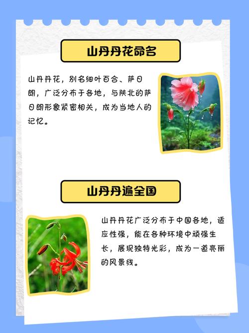 山丹丹花的功效与作用，山丹丹花百科？-第1张图片-优品飞百科