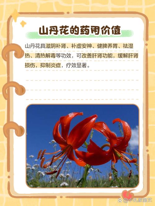 山丹丹花的功效与作用，山丹丹花百科？-第4张图片-优品飞百科