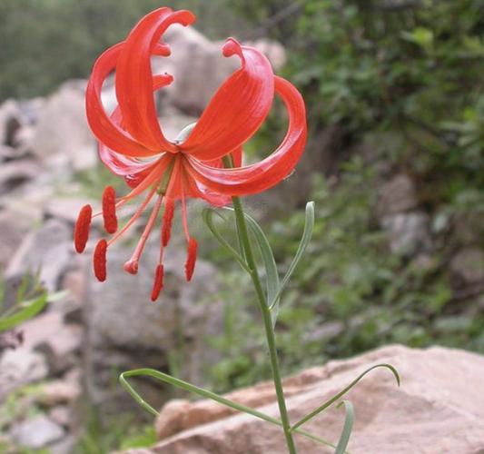 山丹丹花的功效与作用，山丹丹花百科？-第5张图片-优品飞百科