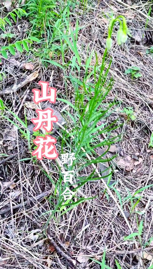 山丹丹花的功效与作用，山丹丹花百科？-第6张图片-优品飞百科