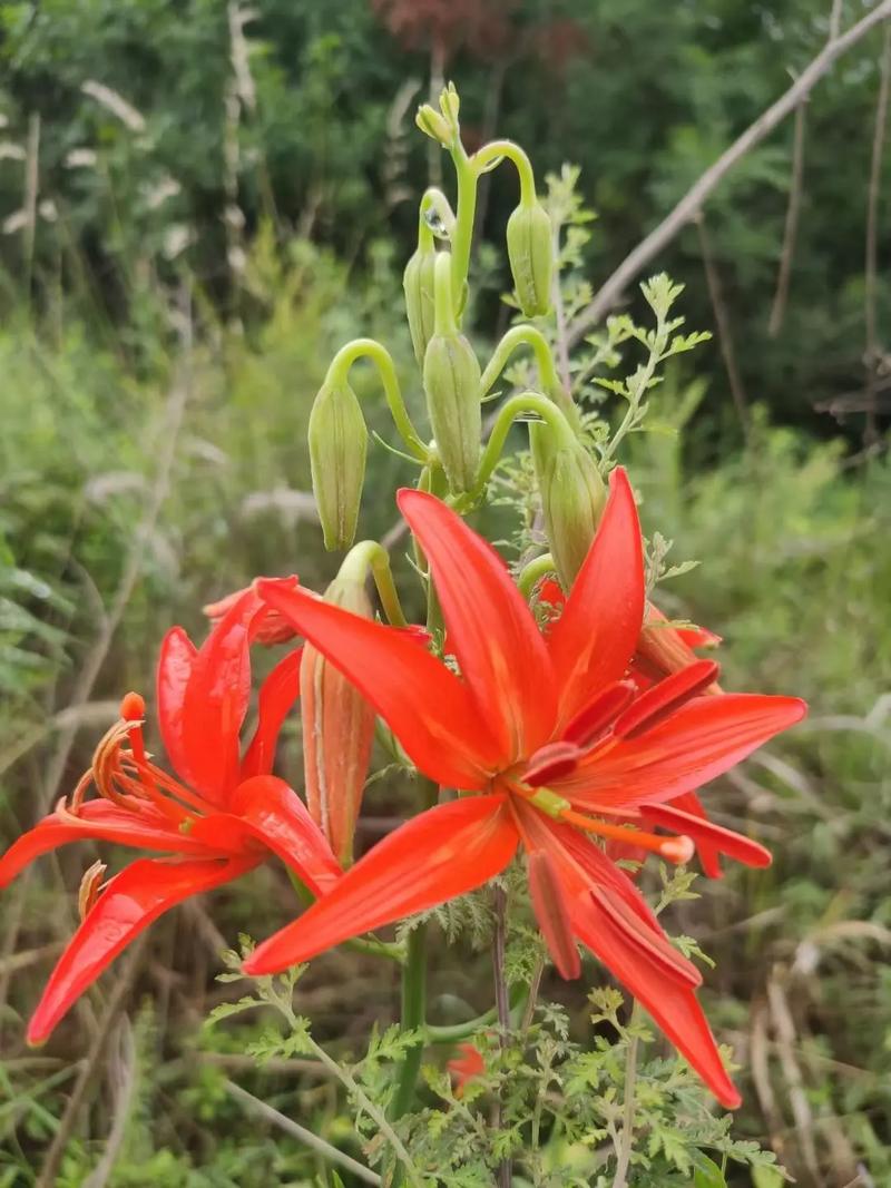 山丹丹花的功效与作用，山丹丹花百科？-第7张图片-优品飞百科