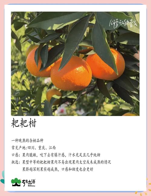 11月适合吃什么水果,有哪些水果?11月吃什么水果的季节?-第3张图片-优品飞百科 11月适合吃什么水果,有哪些水果?11月吃什么水果的季节?-第3张图片-优品飞百科